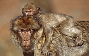 brown monkey and baby monkey at daytime HD wallpaper